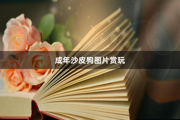 成年沙皮狗图片赏玩